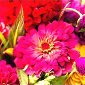 Meet your Posher, Lisa